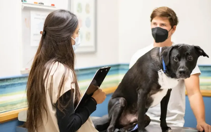 Understanding Canine Body Language