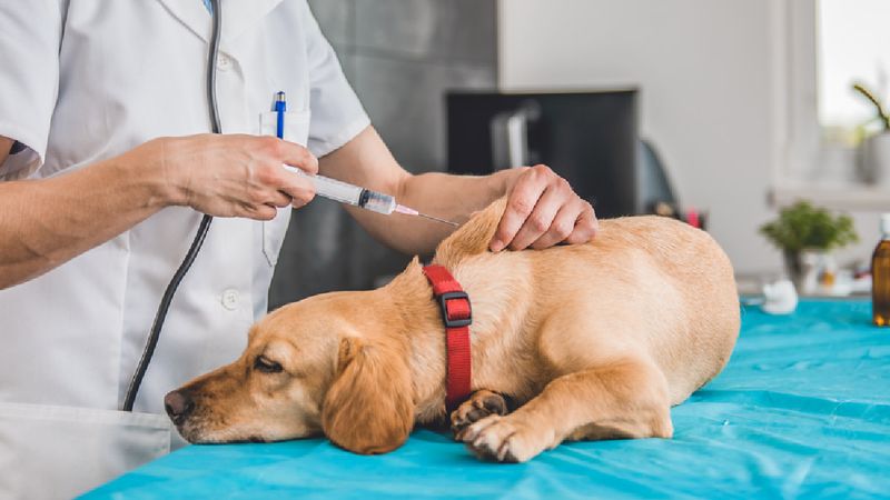 Understanding Canine Vaccinations