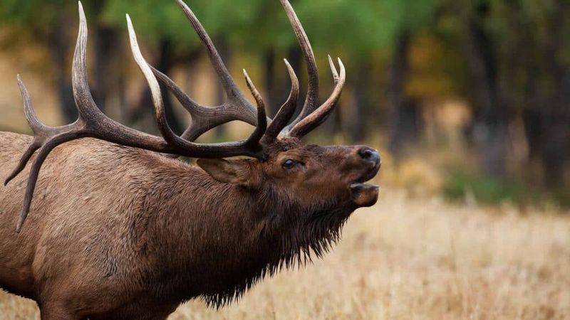 Understanding Elk Language: Communication is Key