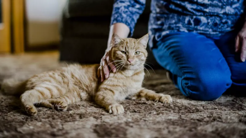 Understanding Feline Grief