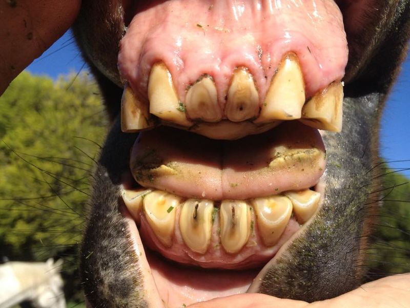 Uneven Tooth Wear