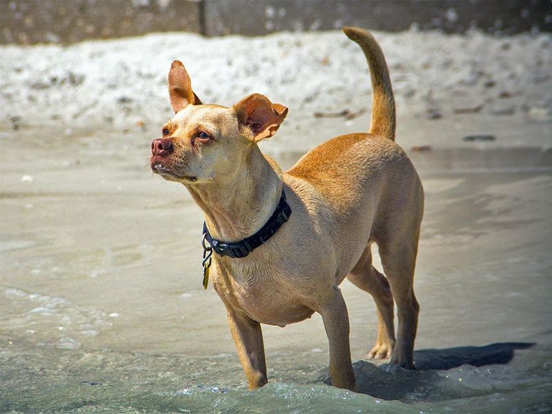 Unexpected Vocalizations