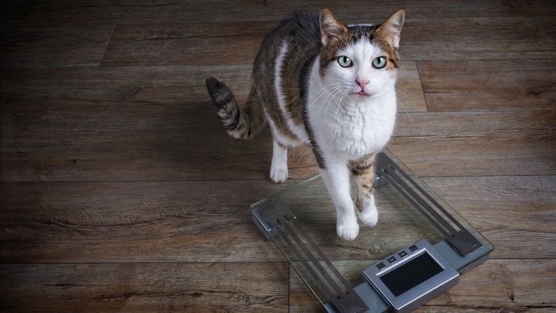 Unexplained Weight Changes