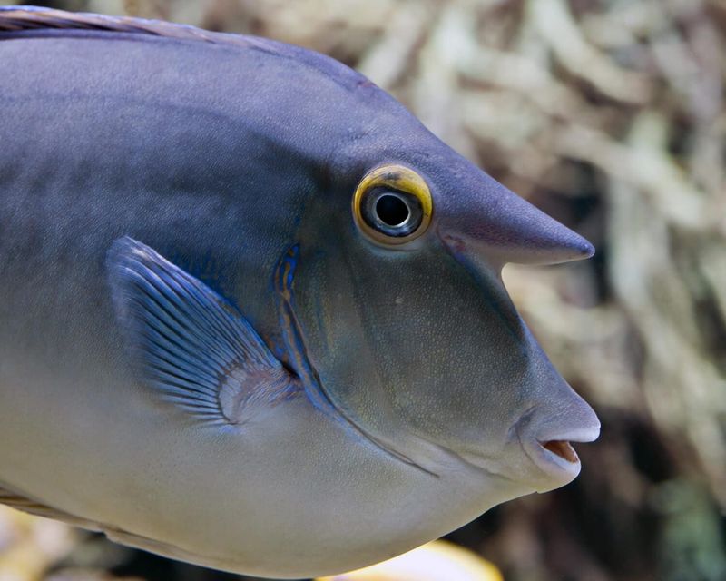 Unicornfish