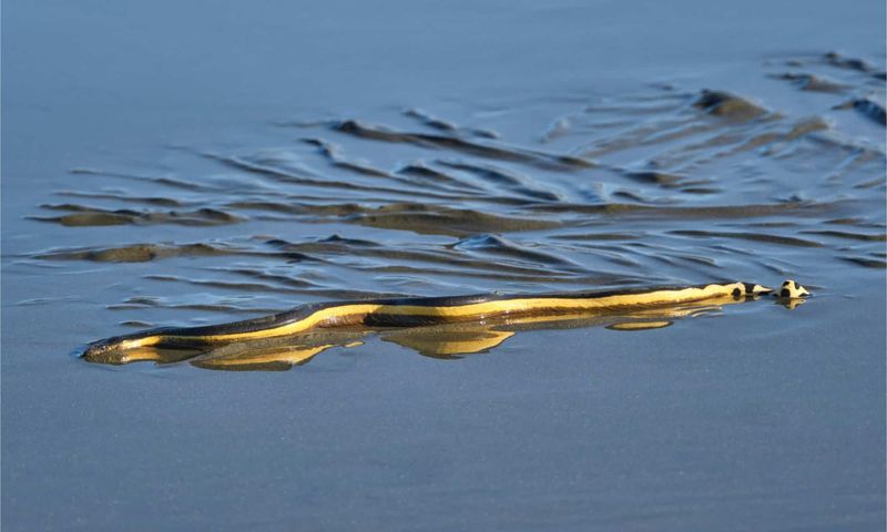 Unique Adaptations