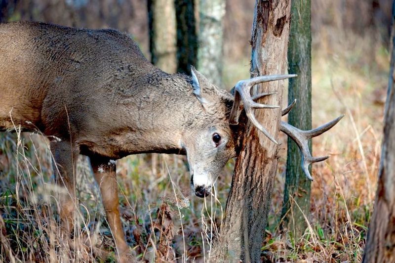 Unique Antler Shedding