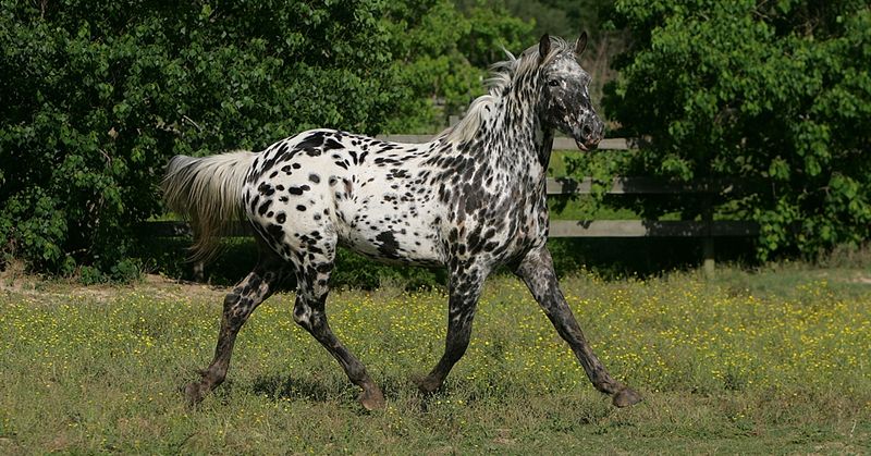 Unique Coloring Gene