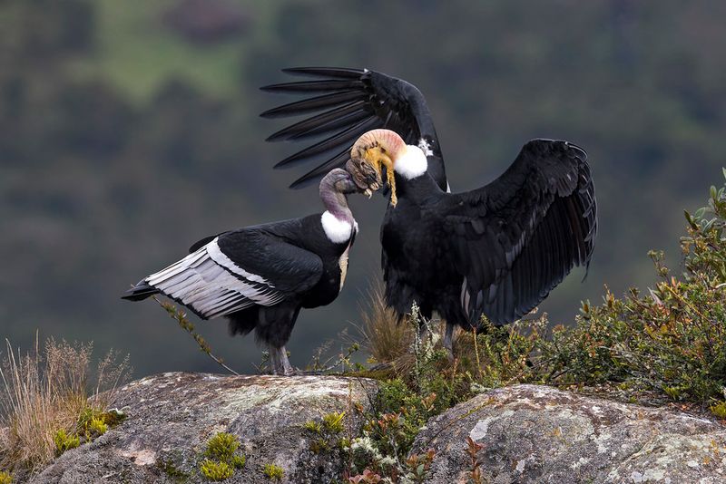 Unique Courtship Rituals