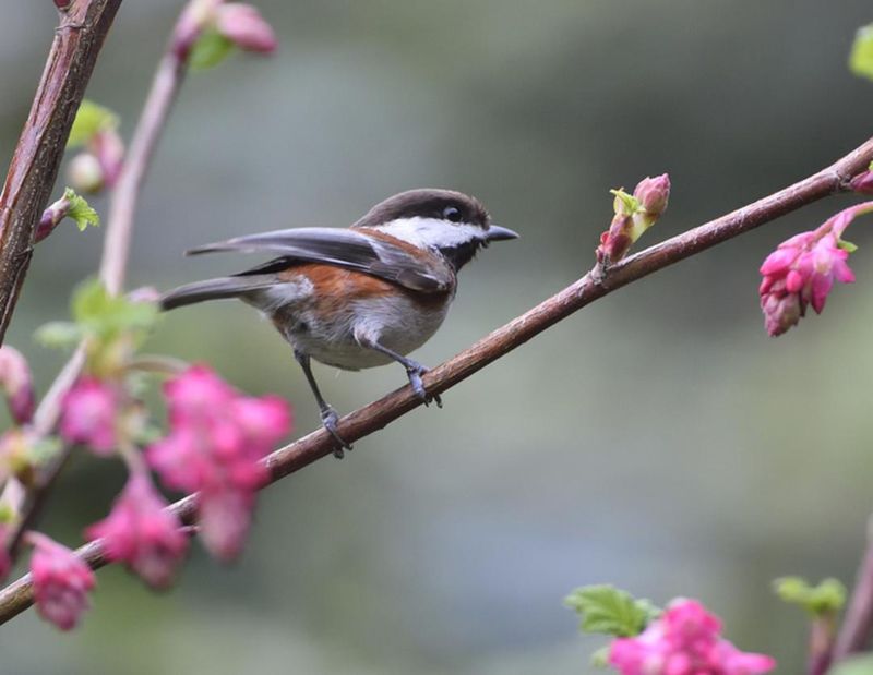 Unique Endemic Species
