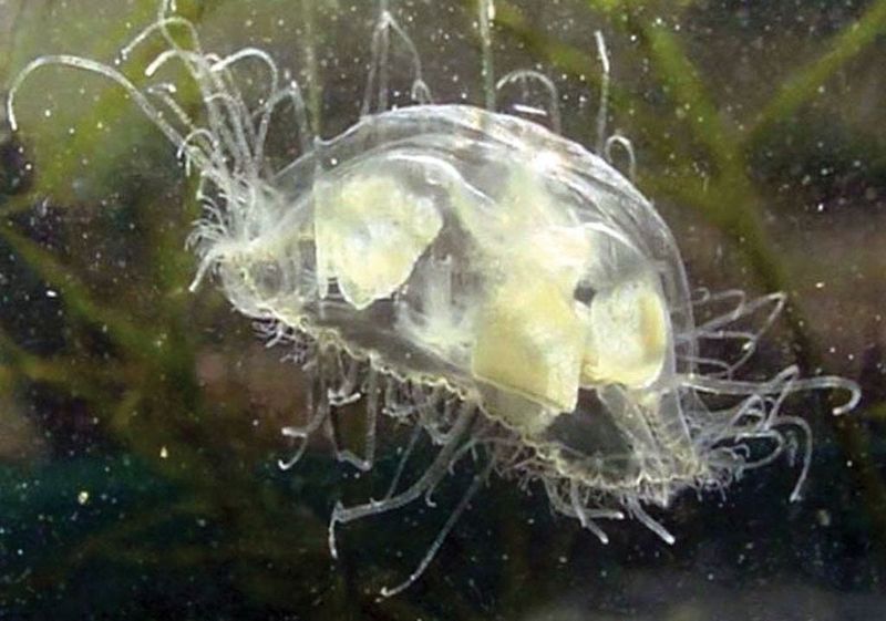 Unique Feeding Habits