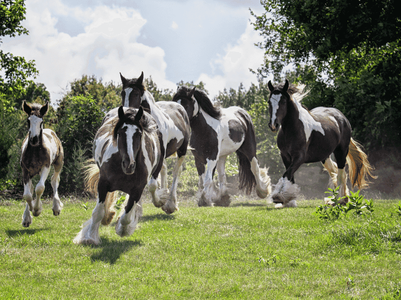 Unique Gaits
