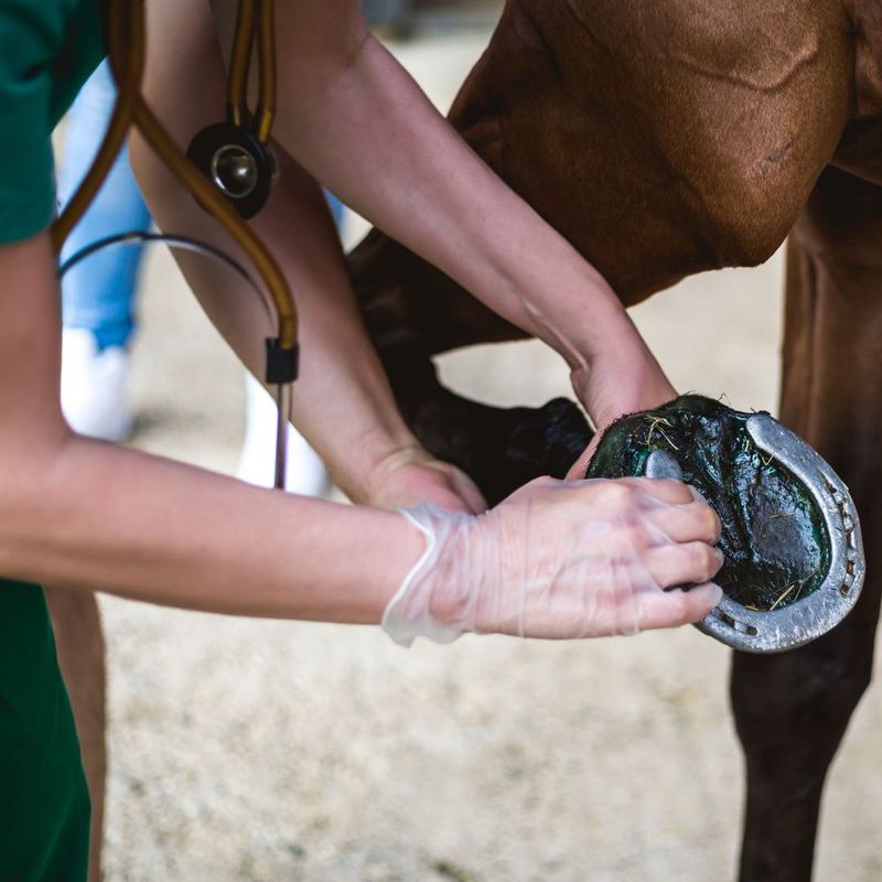 Unique Hoof Structure