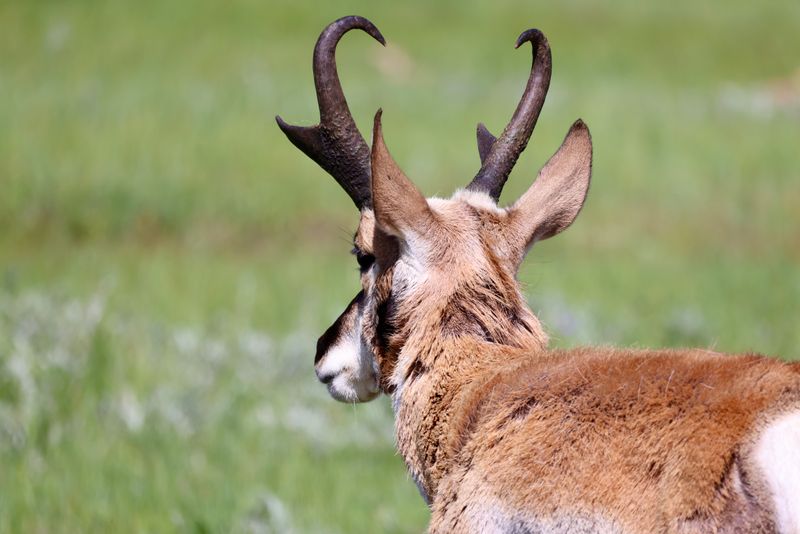 Unique Horns