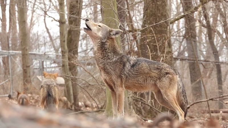 Unique Howling Patterns