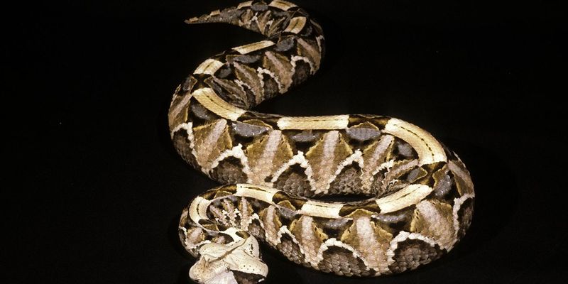 Unique Markings