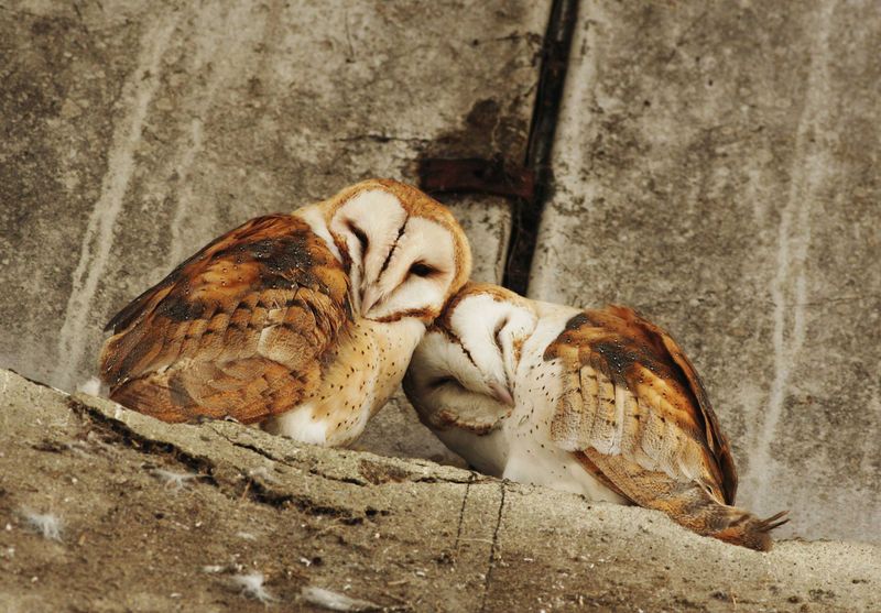 Unique Mating Dance
