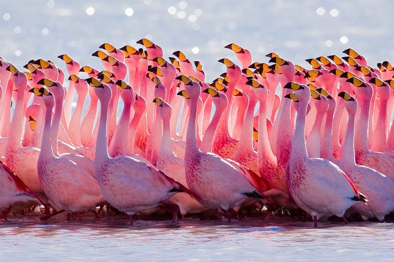 Unique Mating Dances