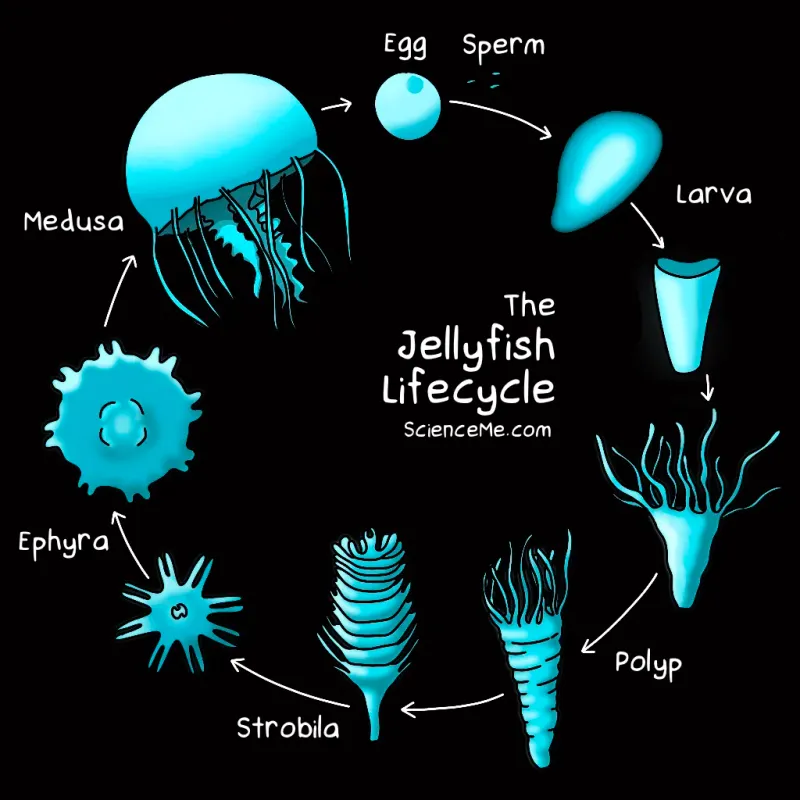 Unique Reproduction Cycle