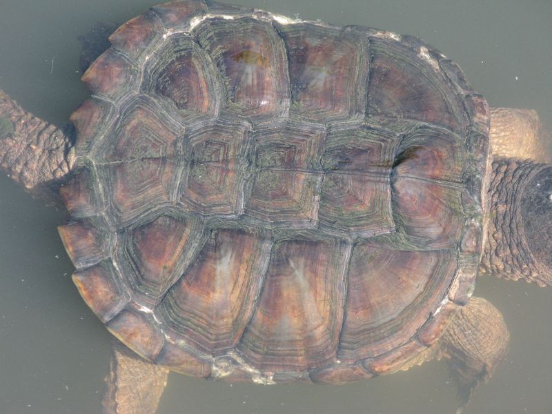 Unique Shell Design
