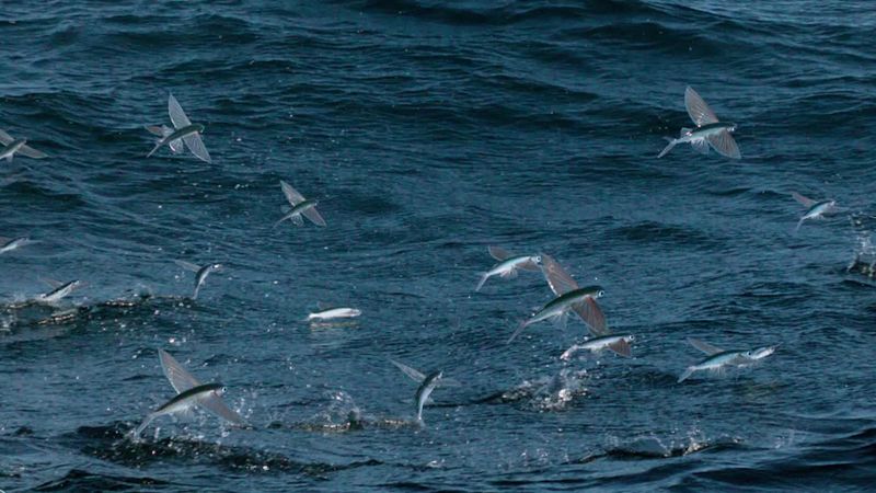 Unique Spawning Behavior