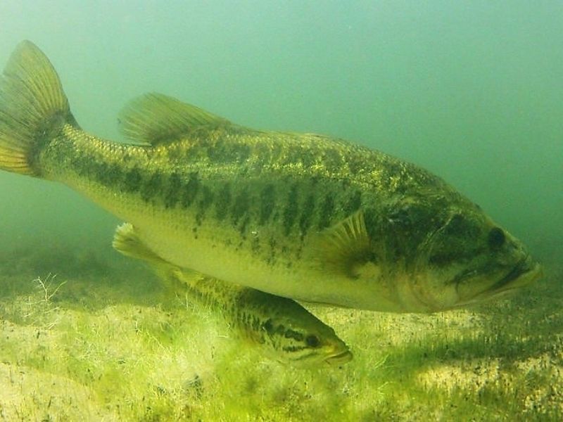 Unique Spawning Habits