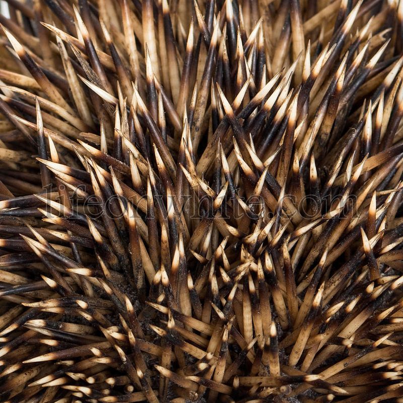 Unique Spines