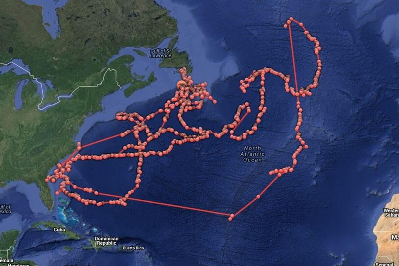 Unique Swimming Patterns