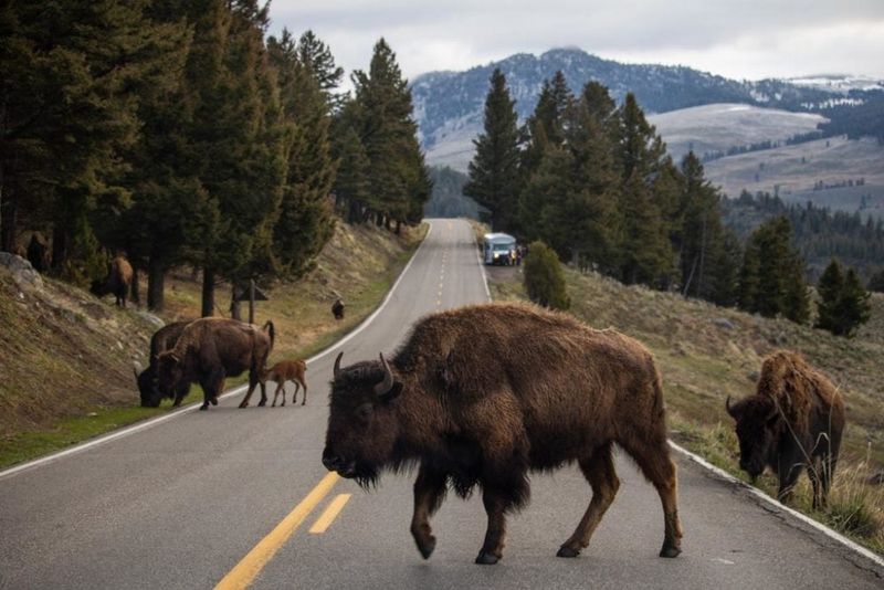 Unpredictable Wildlife