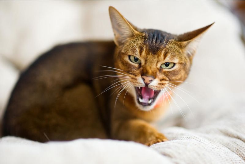 Unprovoked Hissing
