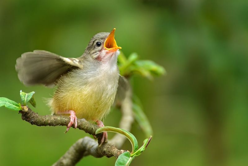 Unusual Bird Songs