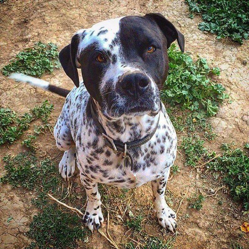 Unusual Coat Colors