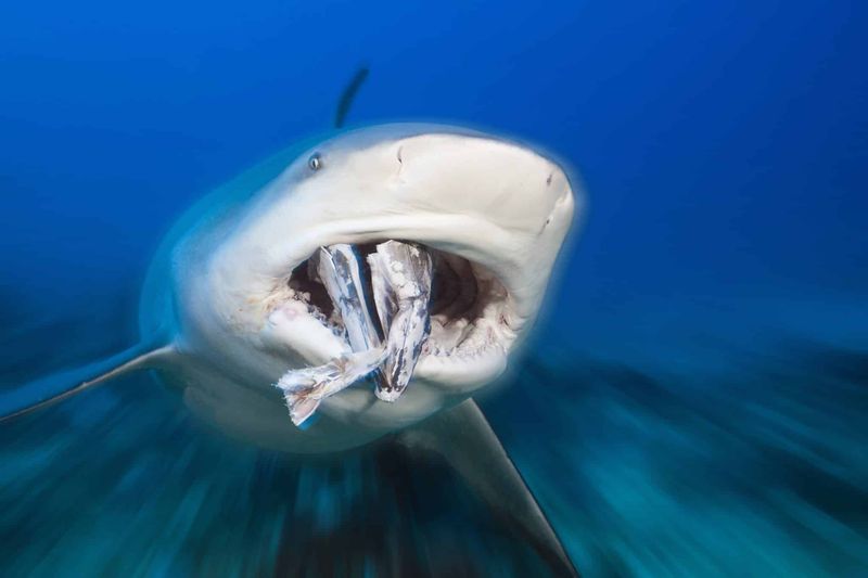 Unusual Feeding Habits