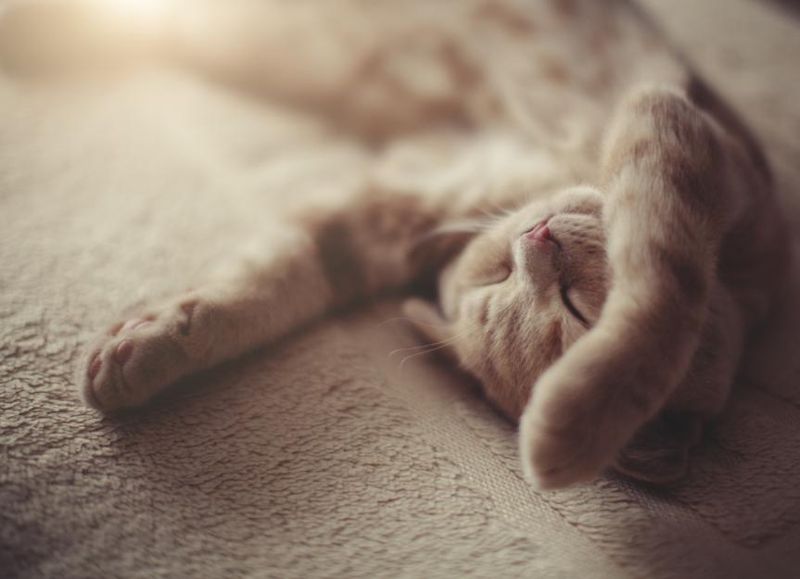 Unusual Sleeping Patterns
