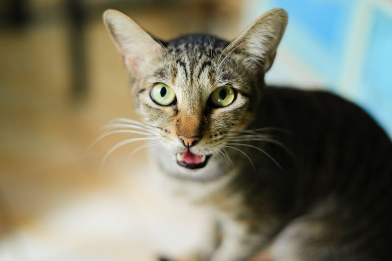 Unusual Vocalizations