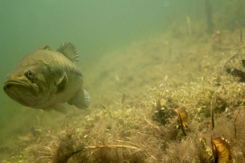 Unveiling the Bass's Spawning Secrets