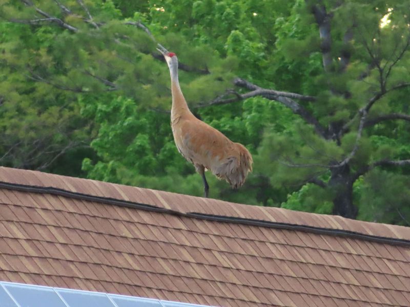 Urban Rooftops