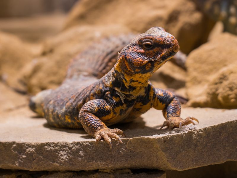 Uromastyx