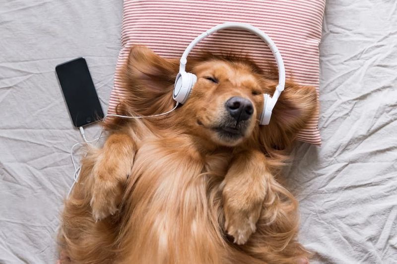 Use Calming Music