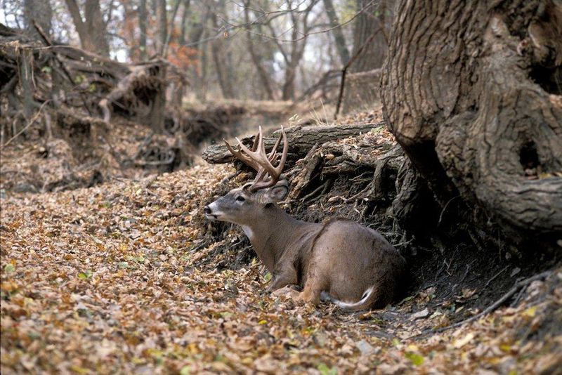 Use of Dense Cover
