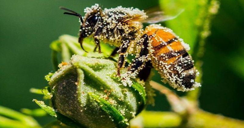 Using Pesticides Carelessly