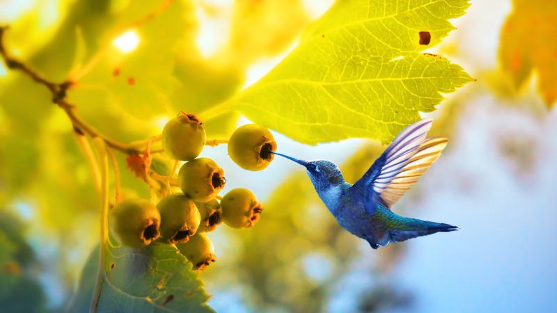 Using Pesticides in the Garden