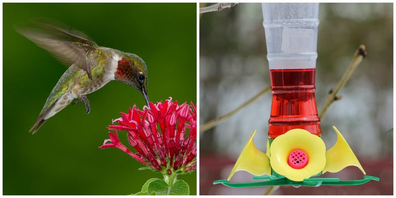 Using Red Dye in Feeders
