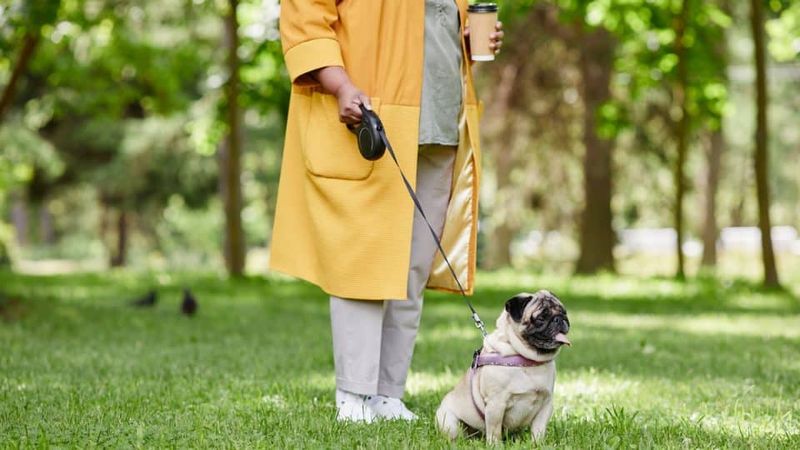 Using Retractable Leashes