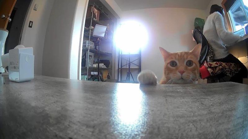 Utilize Pet Cameras