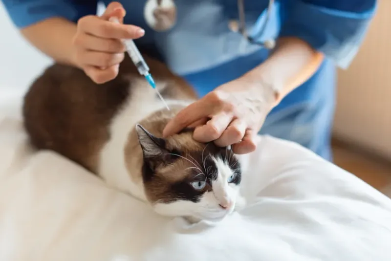 Vaccination Reactions