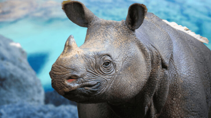 Vanishing Wild: 13 Beautiful Animals You Might Never See Again