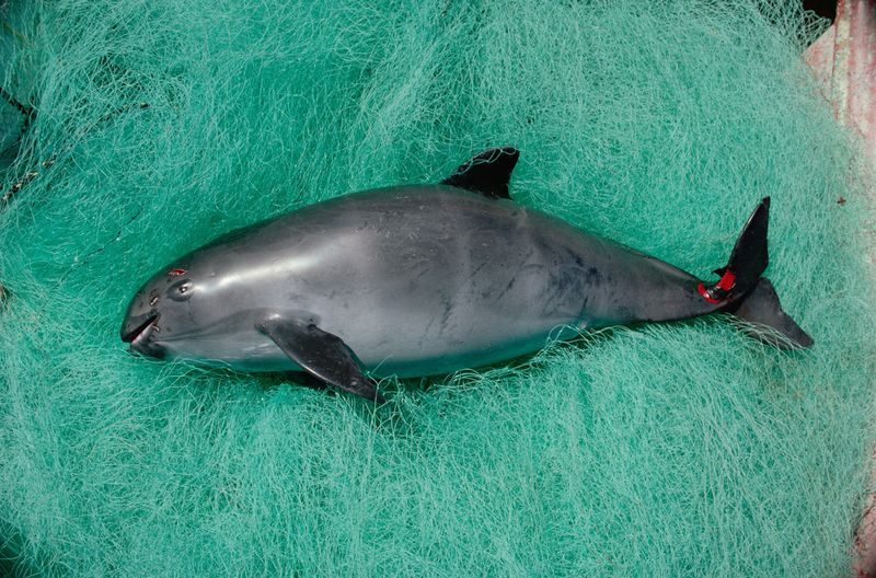 Vaquita