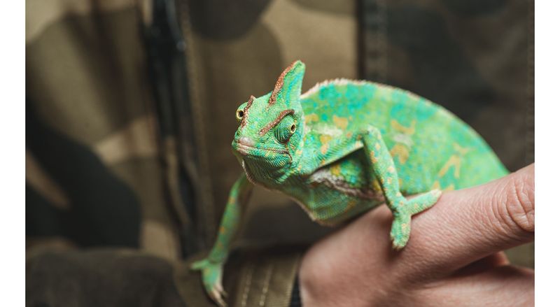 Veiled Chameleon