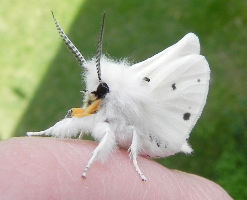 Venezuelan Poodle Moth