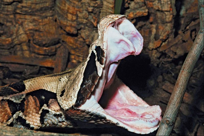 Venom Potency